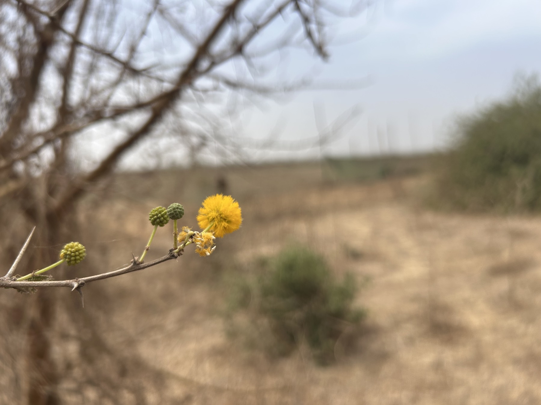 Acacia flower on the land